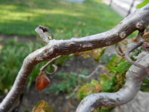 Figure 2: This branch shows swellings and bark cracks, symptoms that often point to a fungal disease.
