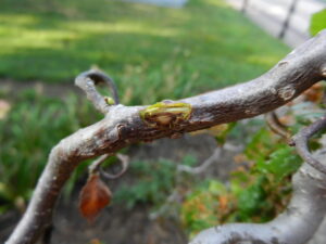 Figure 3: The same branch with the bark peeled away shows the early stages of a fungal canker just below.