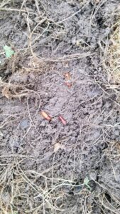 Fall armyworm pupae found at the soil surface in a stand of turfgrass damaged by the larvae