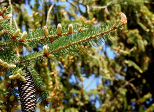 Male pollen cones and female cones on Norway Spruce