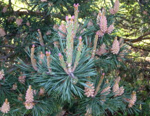 Male and female cones on Scots Pine