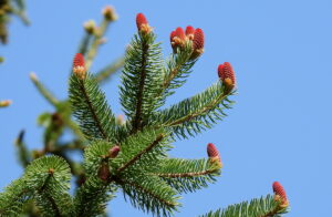 Early female cone development up high on a Norway Spruce