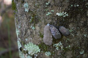 A tree covered in lichen. Two spotted lanternfly sit on the tree next to a spotted lanternfly egg mass. The adult lanternflies are pinkish with black spots and are shaped like a rounded triangle. The egg masses are pinkish brown and look like putty.