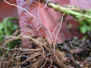 Clean roots showing the characteristic black root rot.