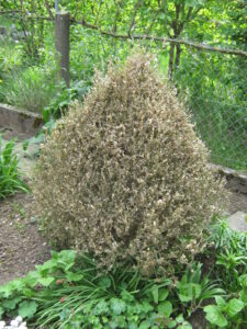 A bush attacked by box tree moth. The bush is cone shaped and completely defoliated. It looks brown and slightly dry.