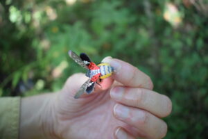 A hand holding a spotted lanternfly. The insect has bright red hind wings and a yellow abdomen. It also has black and white spots. It has a drop of honeydew coming out of its abdomen.