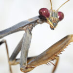 A close up of a mantis’s face. It is turned towards the camera.