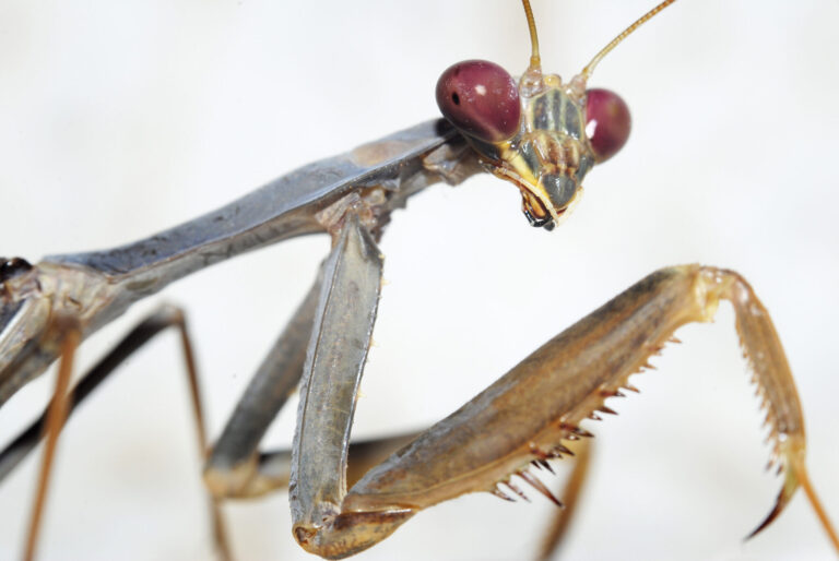 A close up of a mantis’s face. It is turned towards the camera.