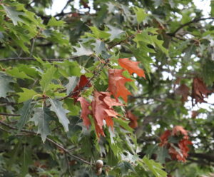 red oak flagging