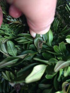 Boxwood leaves within the wreath that show symptoms of leaf blighting.