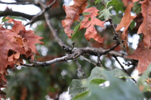 Red Oak Botryospaeria canker