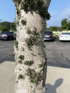 Example of foliose lichen