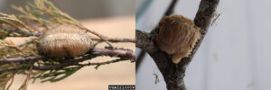 There are two images. The left image shows a quarter sized object attached to a twig. The object is light brown and has a rough crisscross pattern on its surface. The right image shows another light brown object attached to a branch. The object has a bumpy texture. There are also two tiny, slim praying manties in the image.