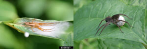There are two images. The left image shows a long, yellow spider standing over a mass of spider silk. The silk is tucked in the center of a curled leaf. The right image shows a brown spider on a leaf. The spider has a round ball of silk attached to its abdomen.