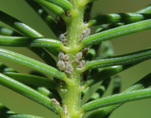 The image shows a close up of evergreen needles. There are small, whitish insects in between the needles. 