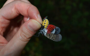 A side view of a hand holding a spotted lanternfly. The insect has a bright yellow body with black spots. Its wings are flared and they have bright fuchsia, white, and black patches as well as black spots.