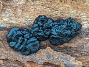 Black oak jelly fungus.