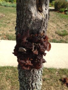 Exidia recisa, a type of jelly fungus, commonly found in Indiana. In this photo, it was colonizing an injury on a sweetgum street tree.