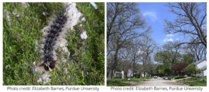 The image is made up of two photos. The first photo shows a dark colored, fuzzy caterpillar with blue-black and red spots on its back. The second photo shows a street with houses where most of the large trees are missing all their leaves. Photo credits: Elizabeth Barnes, Purdue University.