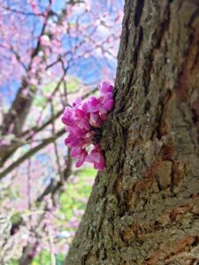 Eastern redbud flowers form clusters on the branches and trunk. Photo credit: Karen Mitchell