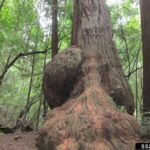 Burls developing on Redwoods in CA.