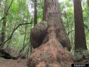 Burls developing on Redwoods in CA.