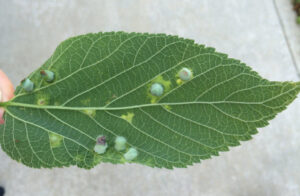 Hackberry nipple gall developing on the underside of the leaves.
