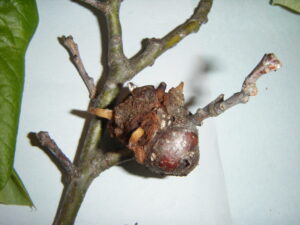 Horned oak gall with characteristic horns protruding from the swollen branch.