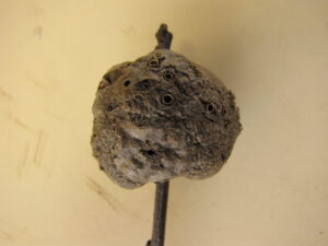 Old horned oak gall with visible exit holes for mature wasps.