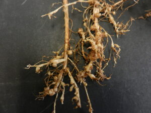 Root-knot nematode galls in the root system of soybeans. Similar galls can develop in the roots of woody plants as well.