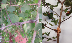 Right: Active and sporulating gall of cedar-quince rust on hawthorn; Left: old and spent gall.