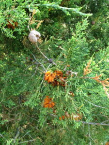 Telial galls produced by cedar-apple rust on juniper. Gray and black colored galls are old and spent while the brown galls with orange horns are currently active and producing rust teliospores.