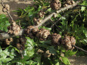 Figure 1. The horned oak gall maker can produce large galls with and without horns. In the older literature these galls were also called gouty oak galls.
