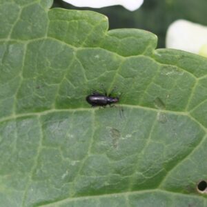 Adult red headed flea beetles feed by scraping or chewing through leaf tissue of young tender leaves.
