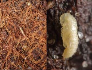 Larvae(left) and pupae(right) can be found in pots of infested plants, but rarely damage the root system.