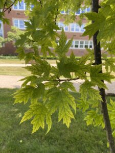 Symptoms of chlorosis on a maple leaf