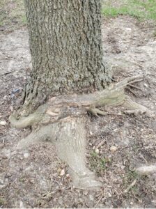 A single root girdling to primary roots and part of the trunk of a tree.