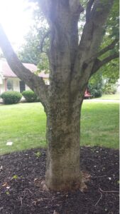A maple tree that lacks a root flare due to a stem girdling root.