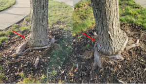 Multiple stem girdling roots wrapping the base of a tree leading to a large swollen trunk.