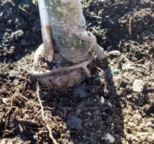 A newly planted tree with an existing encircling root that will develop into an SGR.