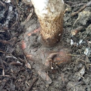 An encircling root that was cut at planting to avoid a future SGR.