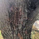 Sapsucker injury on trunk of a Callery pear tree. This invasive species would be a good candidate tree to sacrifice to the sapsuckers.