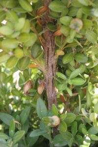 Splitting bark on a boxwood stem due to Volutella dieback and/or winter injury