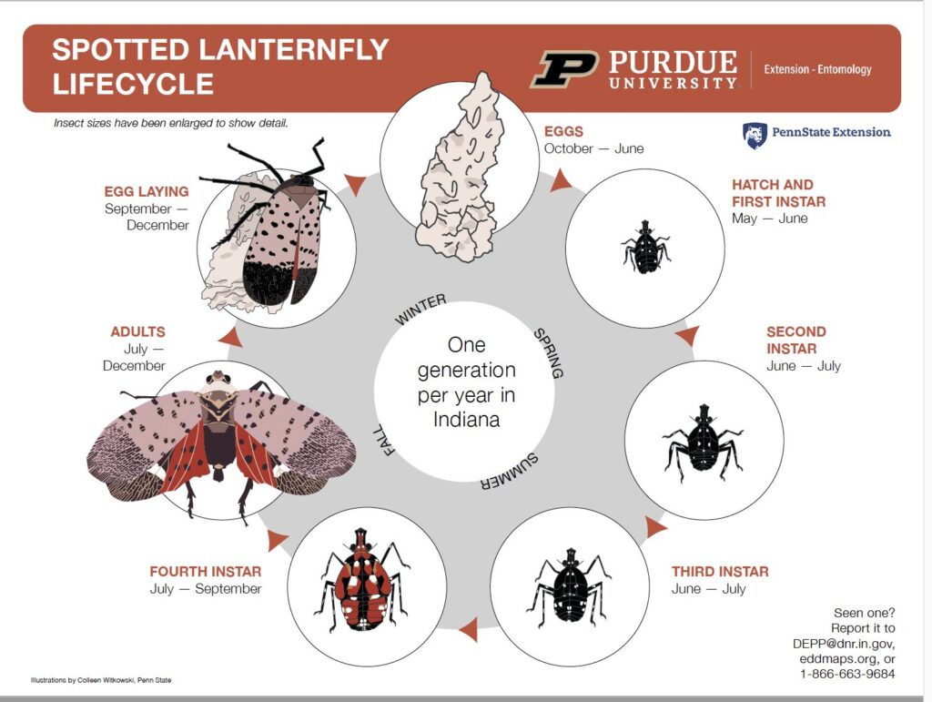 The image shows a lifecycle of the spotted lanternfly using drawings. The top banner reads “Spotted lanternfly lifecycle” and has the Purdue University Extension Entomology logo. Under that it says “Insects sizes have been enlarged to show detail” and has the Penn State Extension logo. The text next to the life cycle is as follows: Eggs-October-June, Hatch and First Instar-May-June, Second Instar-June-July, Third Instar-June-July, Fourth Instar-July-September, Adults-July-December, Egg Laying-September-December. In the center it reads “One generation per year in Indiana” and has spring, summer, fall, and winter listed in a circle lining up with the life stages of the lanternfly. At the bottom it says “Illustrations by Colleen Witkowski, Penn State” and “Seen one? Report it to DEPP@dnr.in.gov, eddmaps.org, or 1-866-663-9684”. The eggs are putty colored and rough. The first through third instar nymphs are black with white spots. The fourth instar nymph is red, black, and has white spots. The adult has wings and has black spots, a white stripe, and a red patch on its wings.