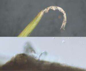 Pycnida embeded in leaf blade (top). Numerous Ascochyta spores erupting from pycnidia (bottom)