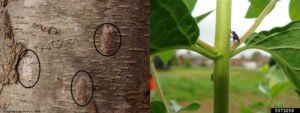 : There are two images side by side. The first image shows grey-brown tree bark with three slightly raised bumps on it. These bumps are circled with black ovals. The second image shows a young plant stem with a black insect with white spots standing on it. The insect is at about a 45 degree angle from the stem.