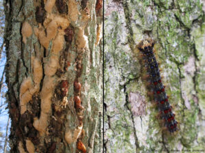 The image is made up of two photos. The first one shows spongy moth egg masses and pupae densely packed on tree bark. The second shows a closeup of a caterpillar on tree bark.