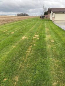 Blight damage occurs more in mower tracks