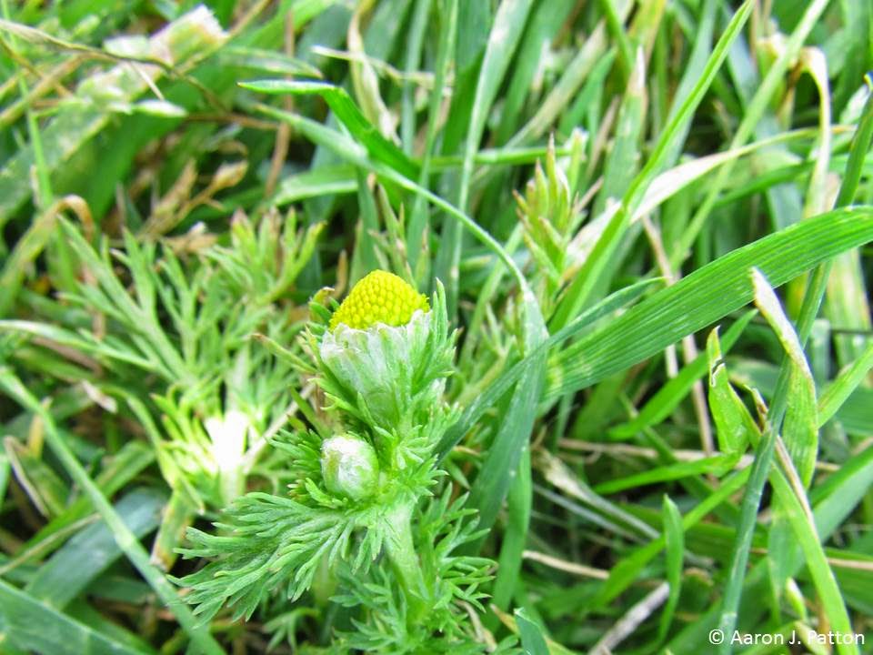 pineapple weed flower and leaves
