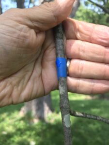 Dark tape, wrapped around a twig sticky side up can be a good way to monitor for the crawling stage scale of insects. Crawlers get stuck in the glue and are easy to see with a magnifying lens.